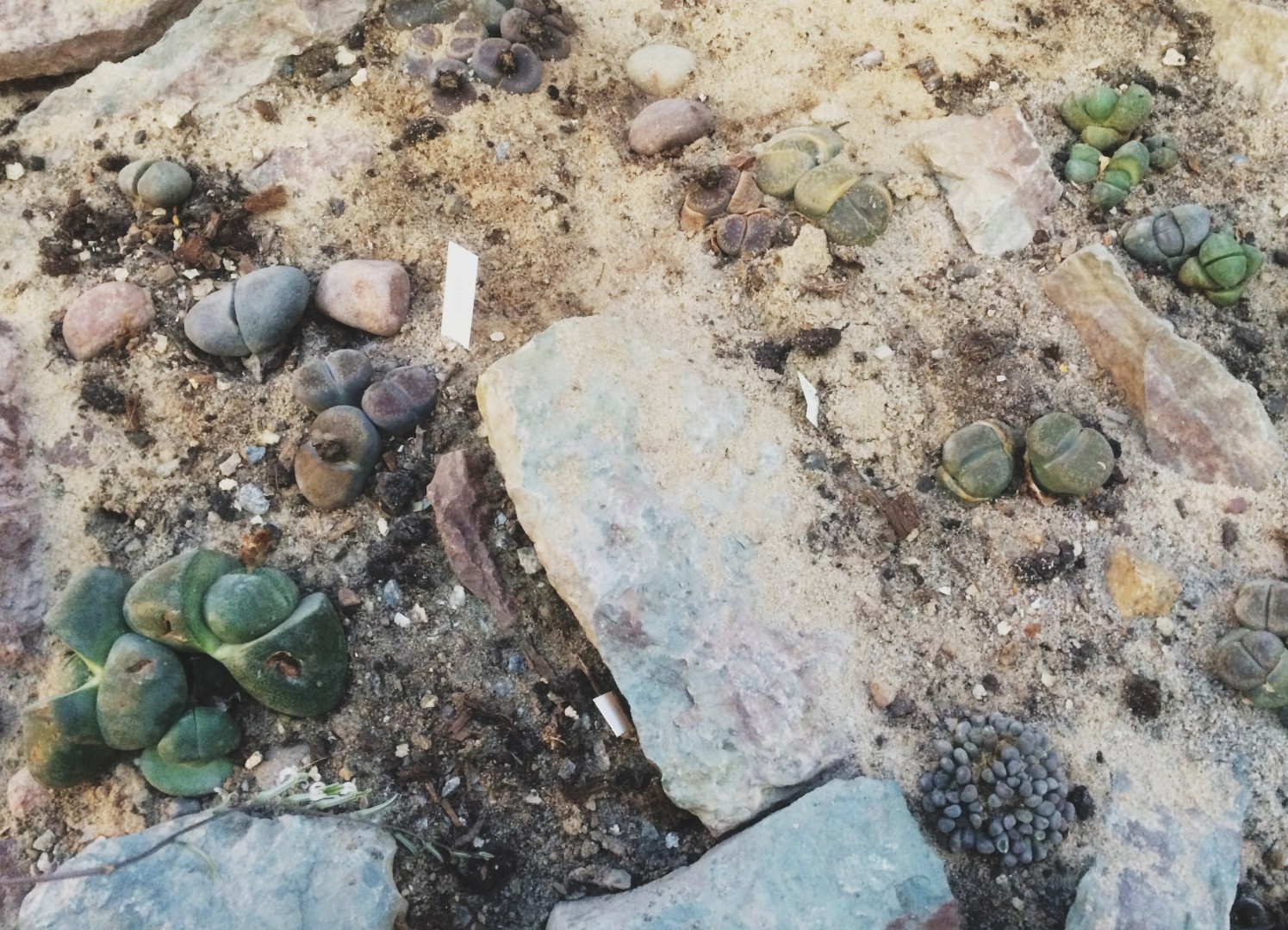 Planterne, Lithops, ligner små sten, så de går i ét med omgivelserne og undgår at blive spist af dyr.