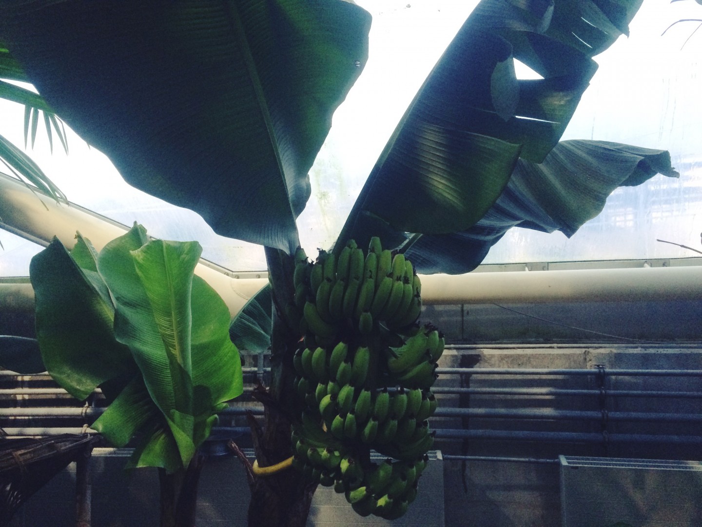 Musa paradisiaca, bananplanten, kan blive op til 10 meter og når planten har blomstret og bananerne er modne, dør den og skal fældes. Dele af planten gives til dyrene i Givskud Løvepark.