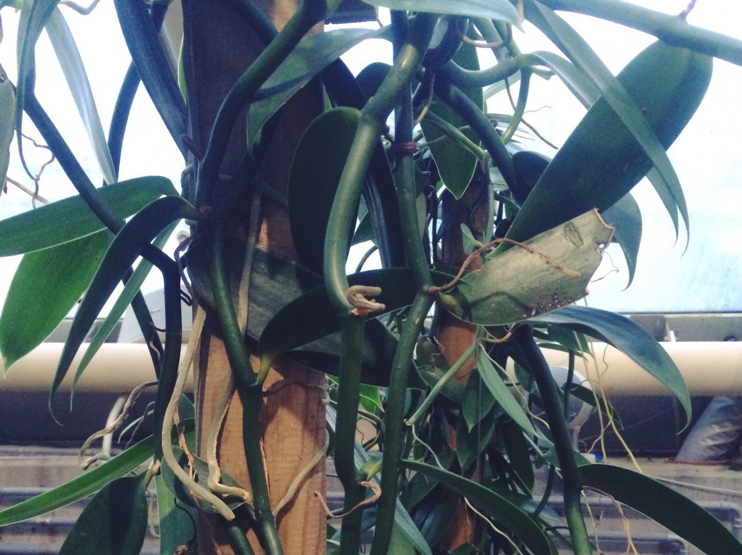 Vanilla planifolia, vaniljeplanten, er en orkidé, der oprindeligt stammer fra Mexico og Guatemala.