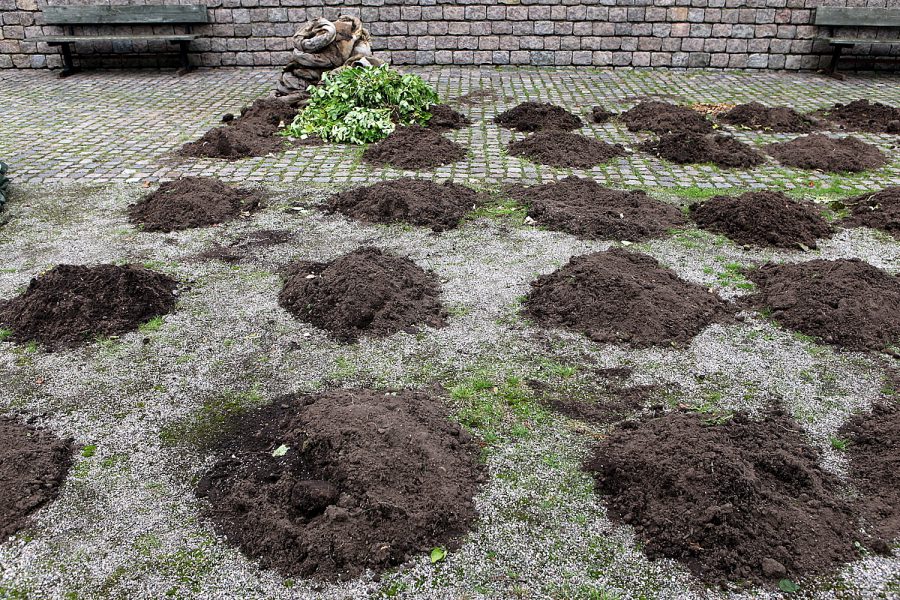 Åse Sonjasdotters værk ’Plants & Politics’. Tidligere på dagen blev kartoflerne, der havde groet under udstillingen, høstet ude i gårdhaven.