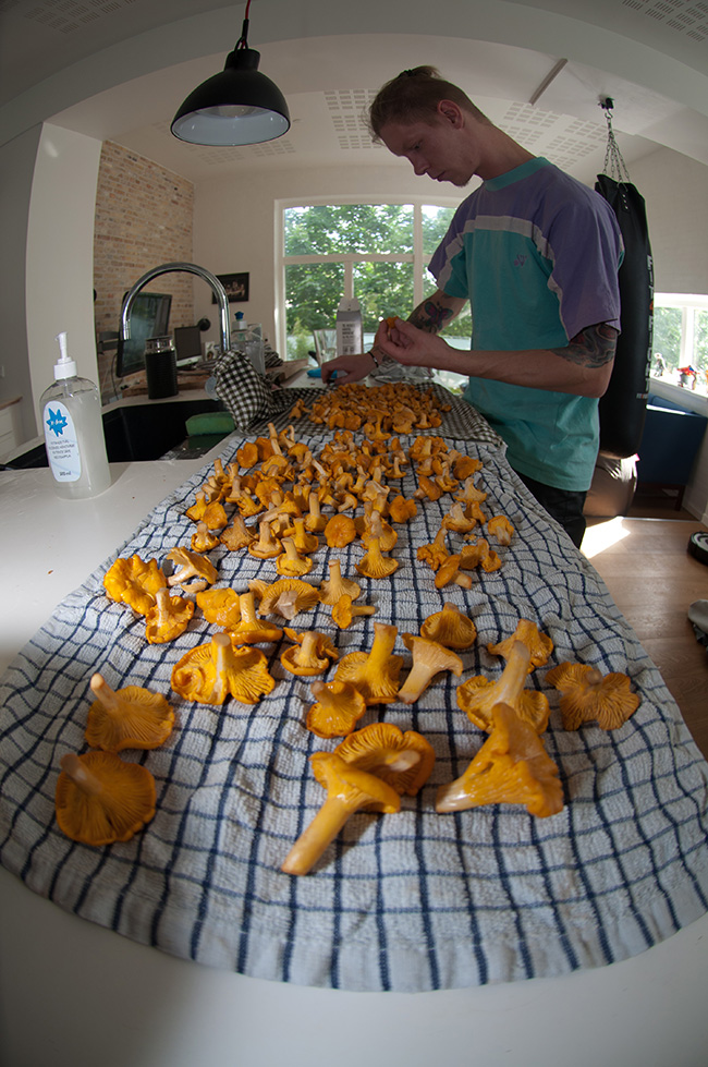 Rengøring af de friskplukkede svampe // Fotos: Tue Rasmussen & Christian Flinker 