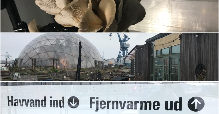 Århundredets festival: Klimasafari på Aarhus